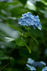 雨の中の一輪