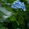 雨の中の一輪