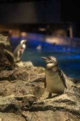 ペンギン