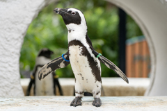 羽ばたくペンギン