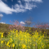 秦野市