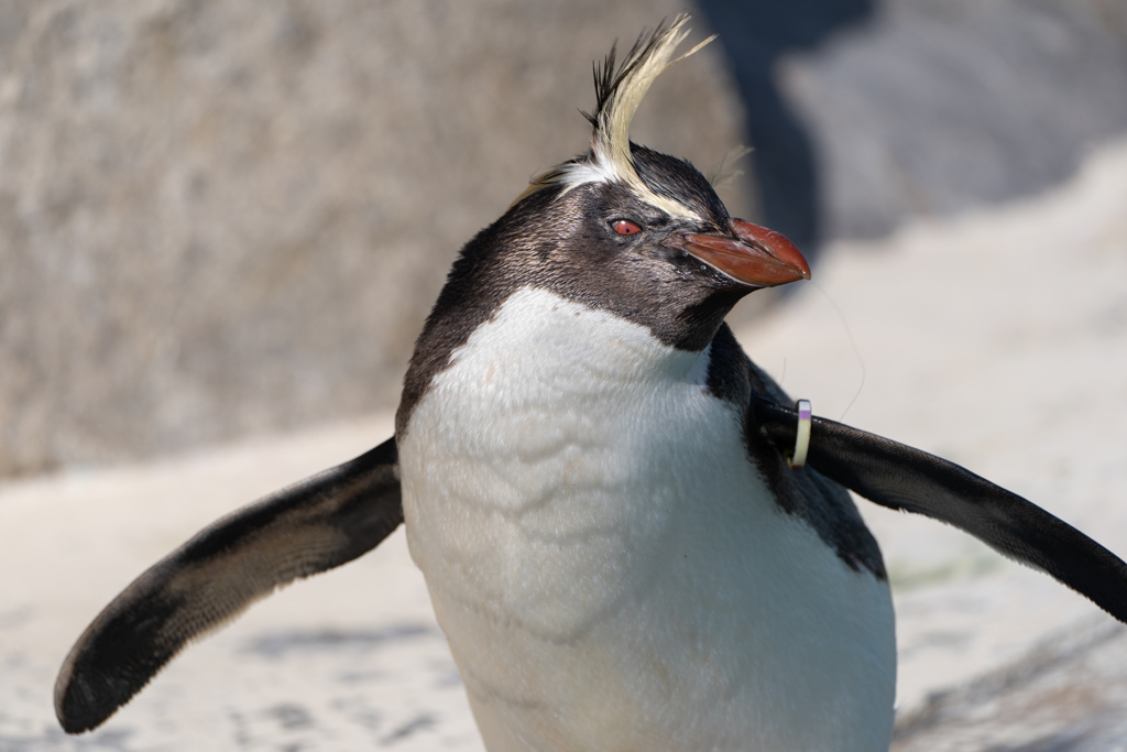 風にあおられるイワトビペンギン