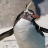 風にあおられるイワトビペンギン