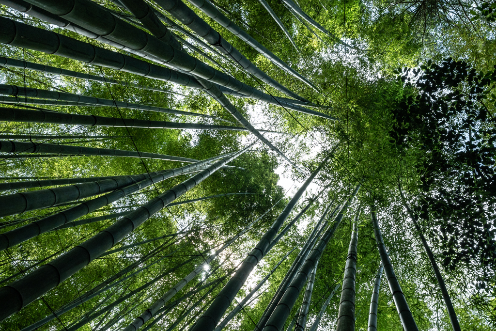 竹林