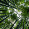 竹林