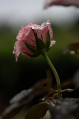 梅雨のバラ