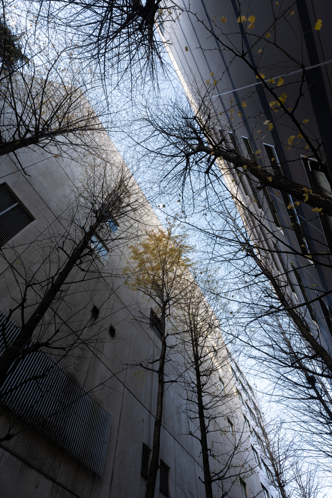 ビルと木の谷間