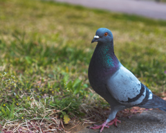 土鳩