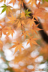 オレンジの紅葉