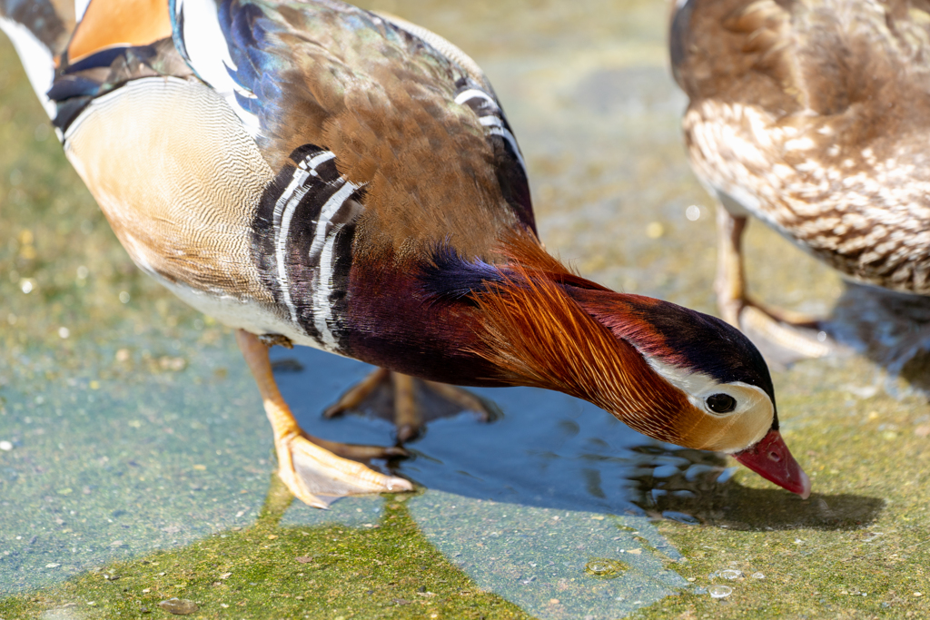 水を飲む