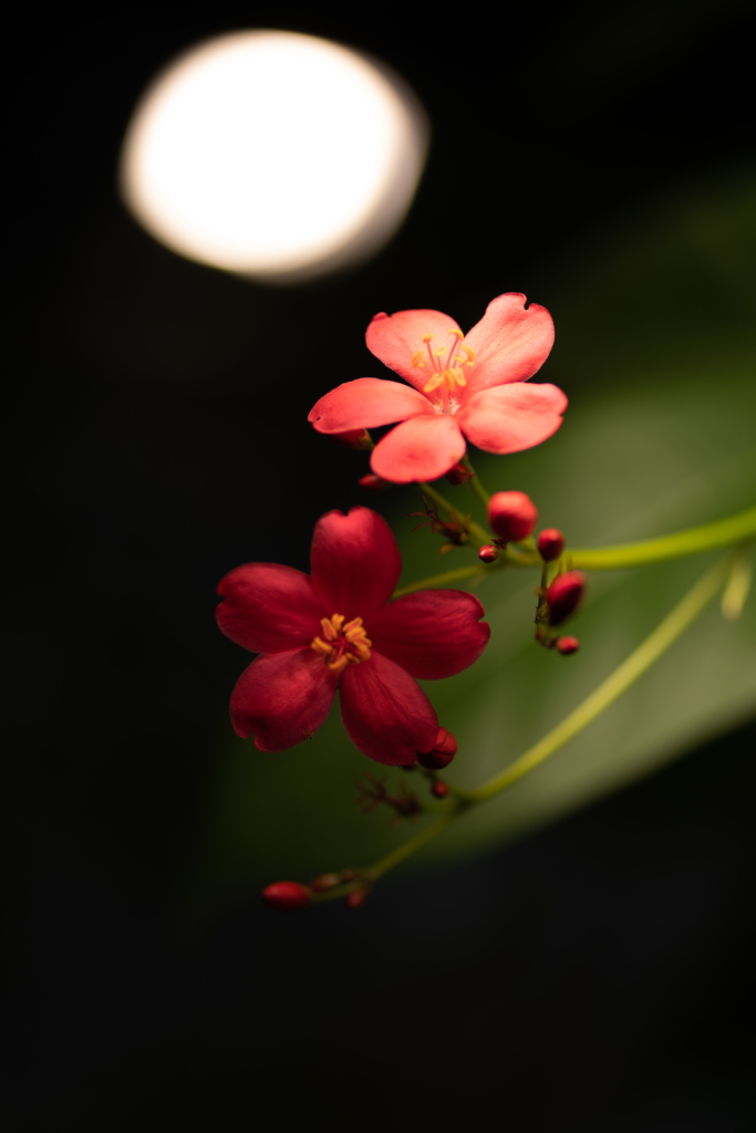 秋月の桜