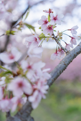 午後4時桜