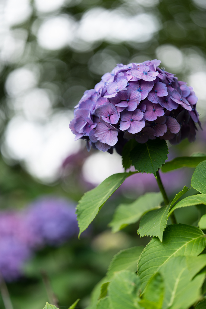 紫の紫陽花