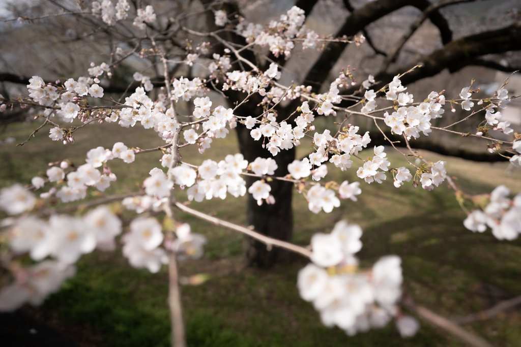 津久井の桜