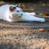 マンホールねこ