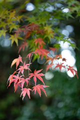 紅葉と光