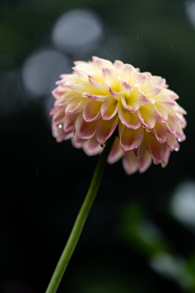 雨の中のダリア