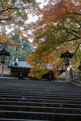 階段の紅葉