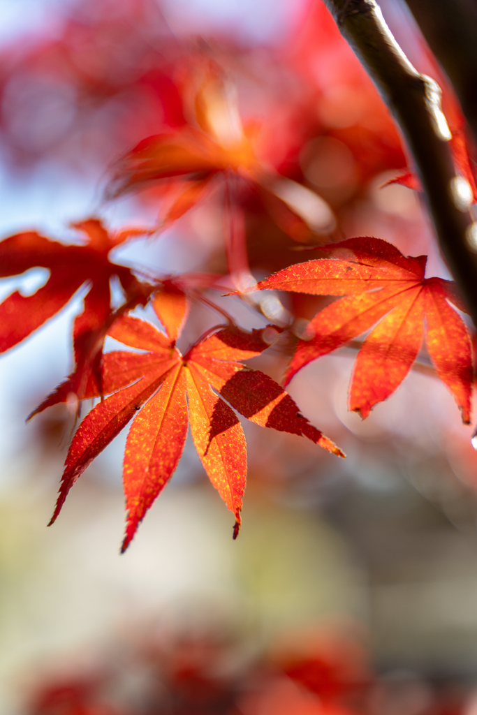 小さな木の紅葉