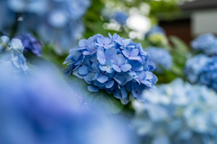 紫陽花