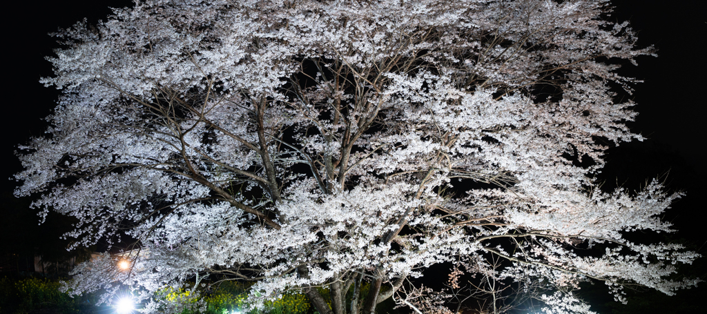 淡墨桜