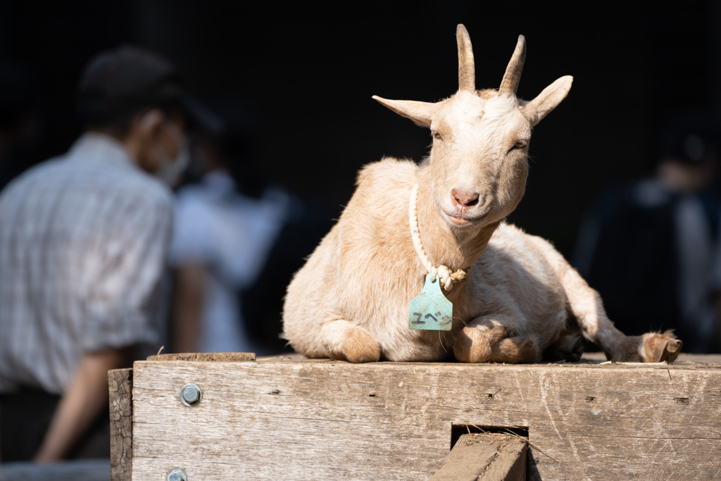 夢見ヶ崎動物公園