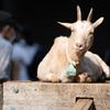 夢見ヶ崎動物公園