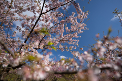 晴天の桜