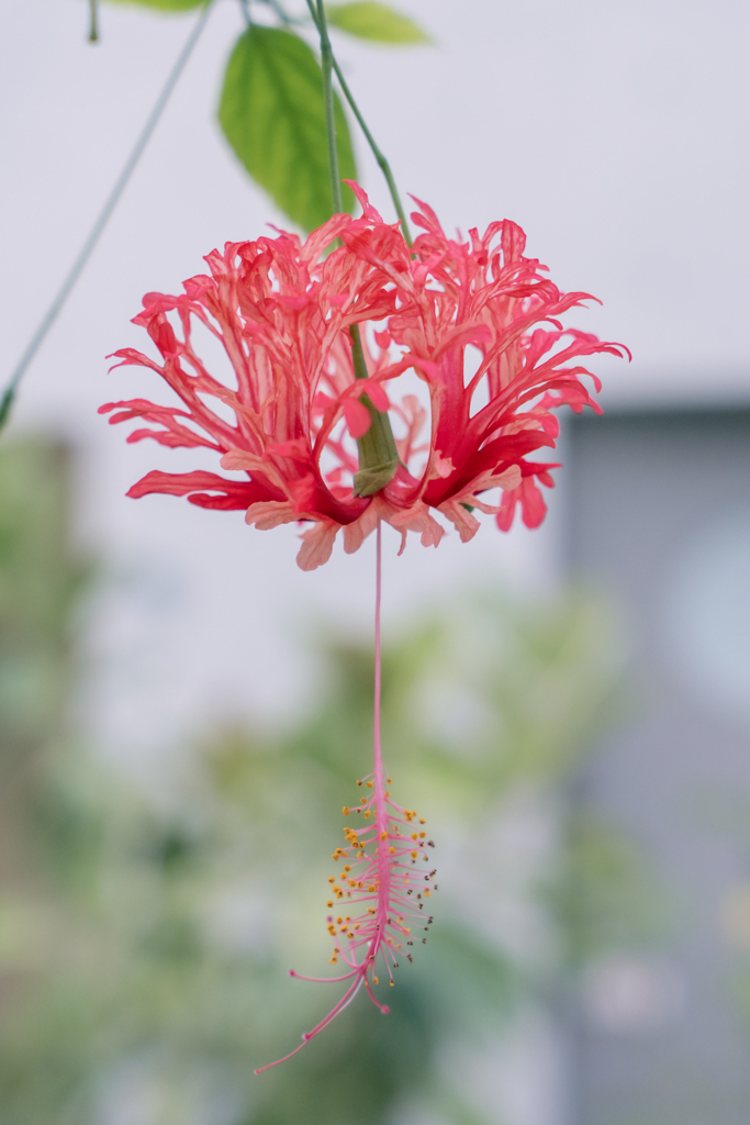 花ちょうちん