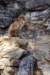 猿と滝