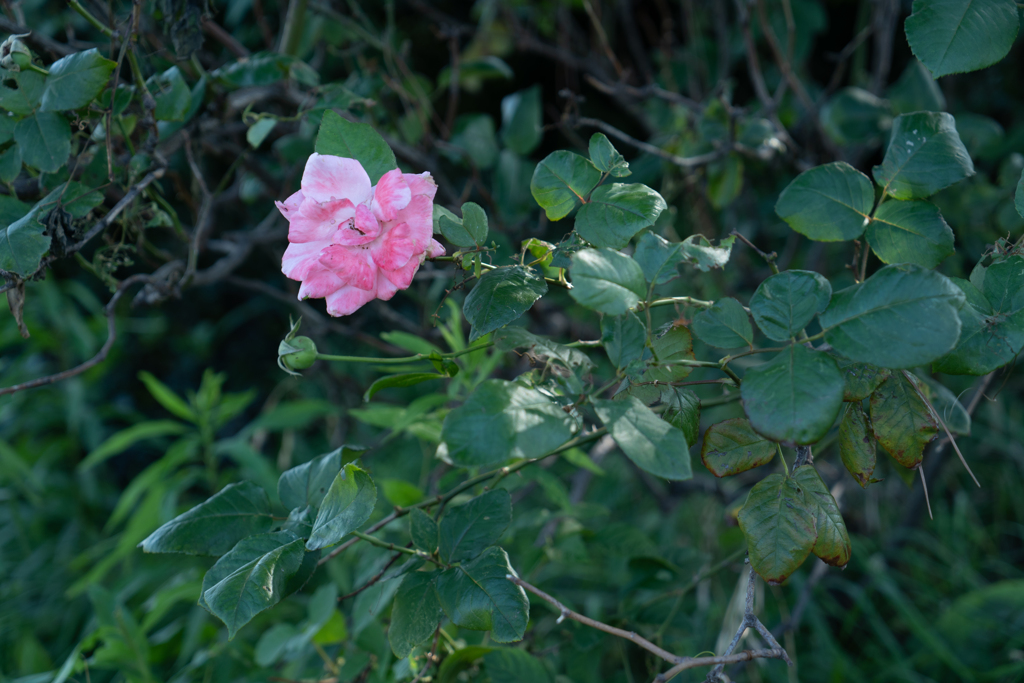 ピンク色の花