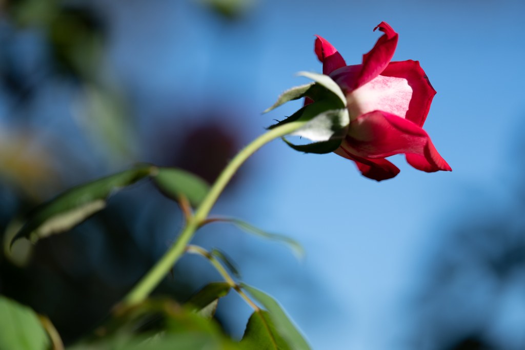 空と薔薇