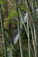 竹