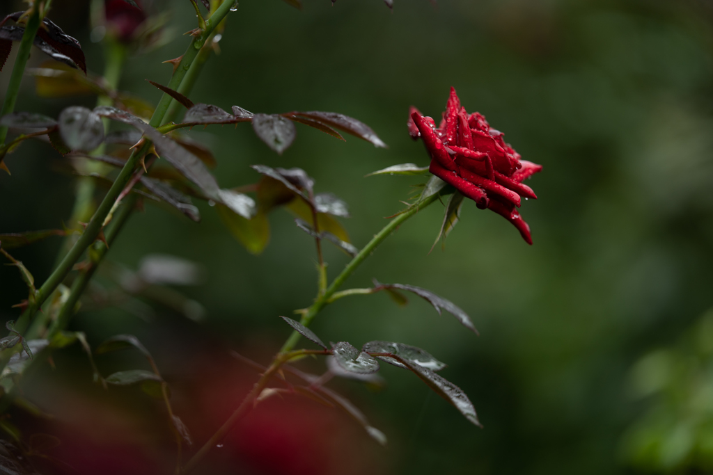 雨のバラ