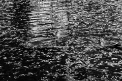 水面
