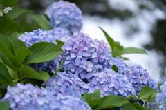 雨の紫陽花