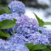 雨の紫陽花