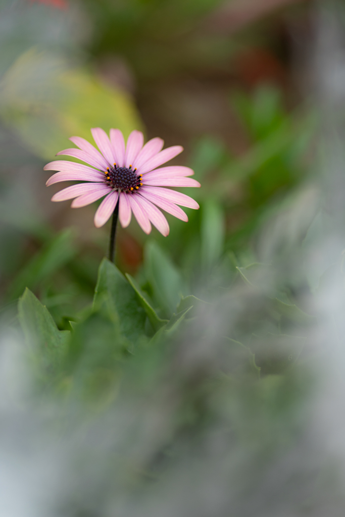 アフリカキンセンカ By Kamome Black Id 写真共有サイト Photohito