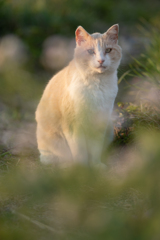 ねこ