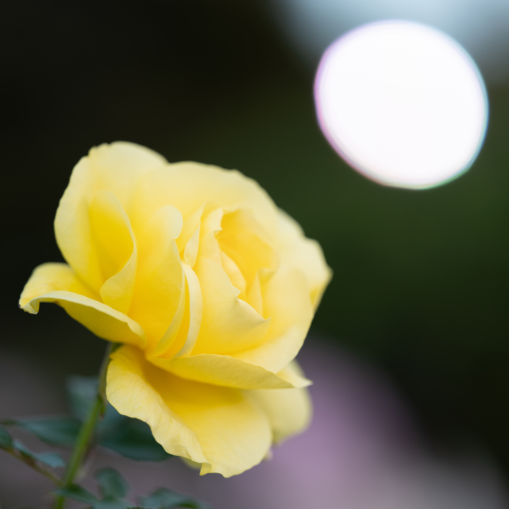 黄色のバラと光