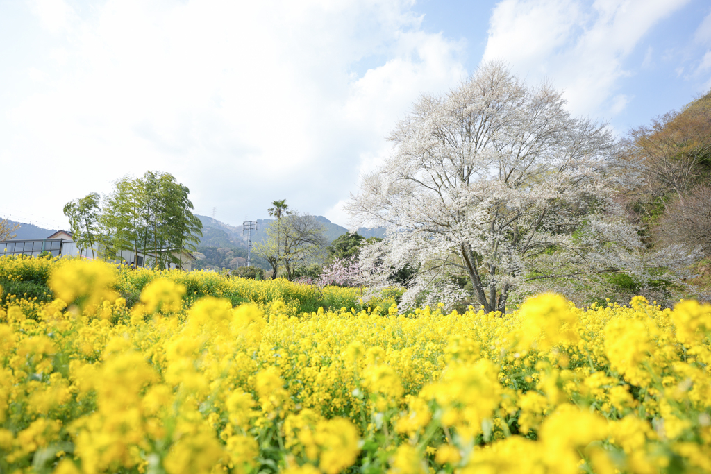 桜と菜の花