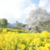 桜と菜の花