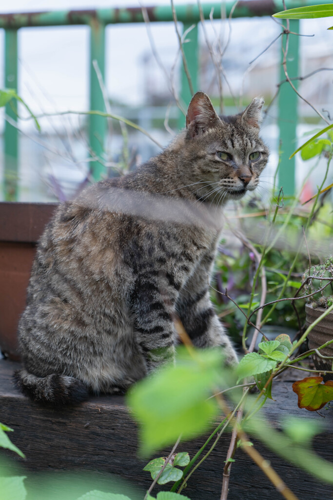 駅ねこ