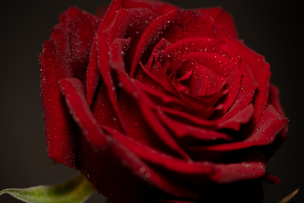 薔薇