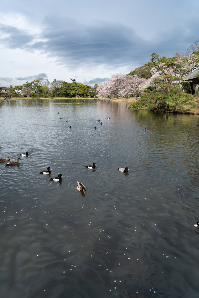 三渓園