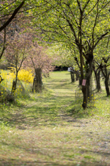 桜の道