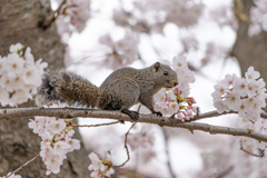 桜とタイワンリス