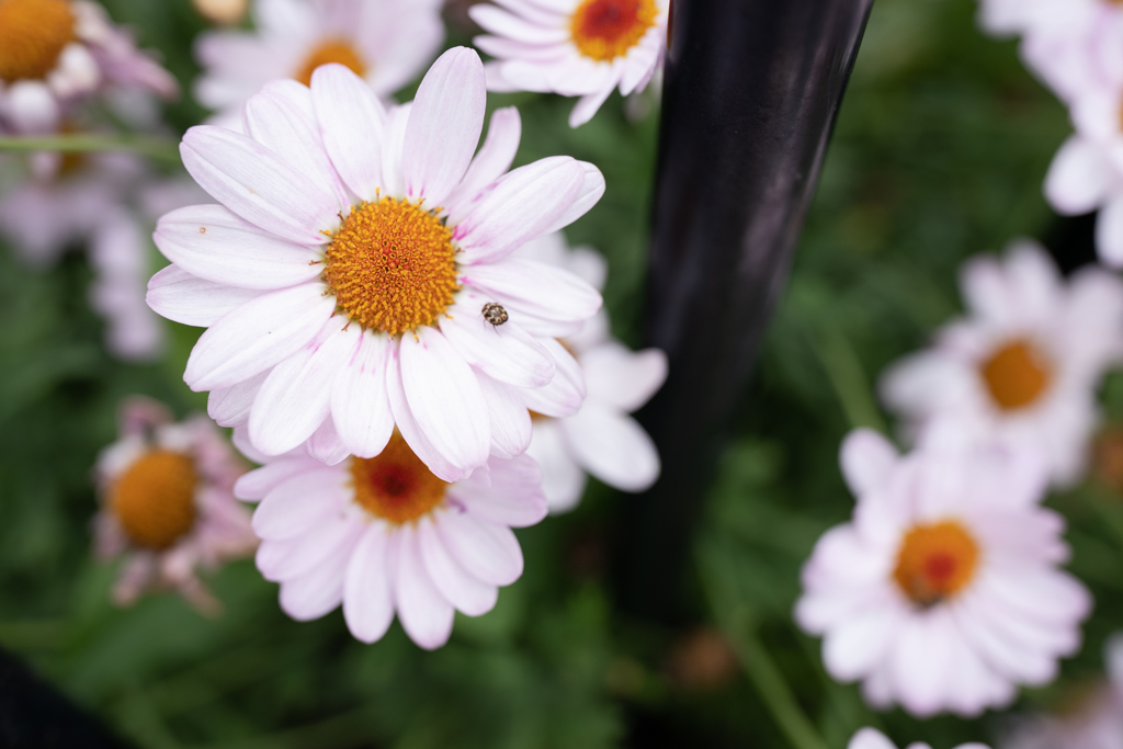 春の花