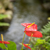 川沿いの花