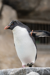 上から見下ろすペンギン